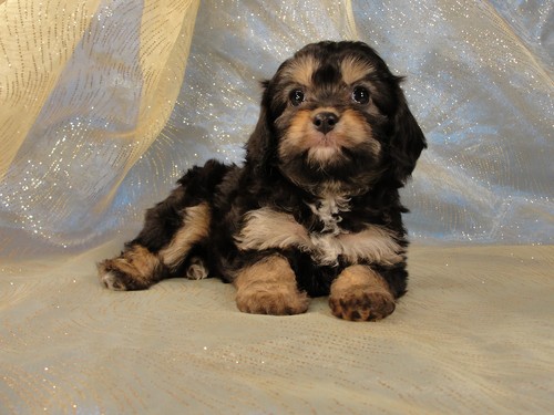 Female Cavachon Puppy for sale #24 Born February 8th 2012